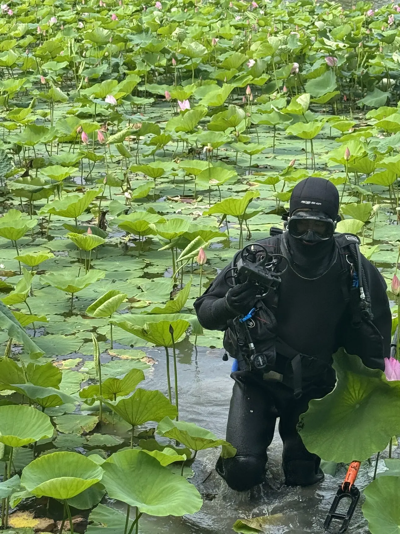 荷塘复杂水域手机落水搜寻打捞｜水草淤泥环境潜水作业实录
